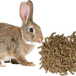 Pellet Rabbit Food, Highly Nutritious Diet Suitable for All Type Rabbit Vegetable 0.5 kg Dry Adult, Senior, Young Rabbit Food-image-59