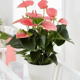 nurserylive Anthurium Natural Plant-picture-29