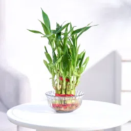 Two Layer Bamboo Plant-23