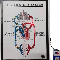 Circulatory System Biology Science with light working project .-20
