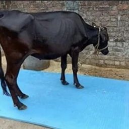 BLUE COLOR COW MAT HAEVY QUALITY FOR Cow, Cat, Dog, Guinea Pig, Hamster, Miniature Pig Pet Mat-image-34