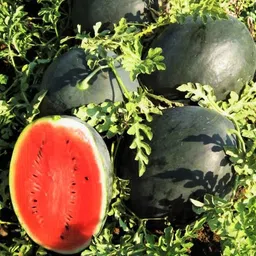 deys agro ™ f1 hybrid water melon seeds for farming, tarbuj|tarbooj|tormuj|tarmuj Seed-picture-0