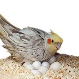 Natural Wood Shaving Soft Nesting Material for Birds (100grm) Pet Litter Tray Refill-image-73