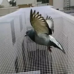 ziccs Anti Bird Net for Balcony | Kabutar Jali Pigeon Net for Balcony, 15X20 feet Camping Net image 2