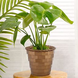 Kuber Industries Gold Toned 4 Pieces Brick Patterned Planters-14