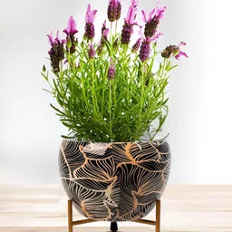 Nymph Reva Black & Gold-Toned 2 Pieces Printed Flower Planters With Stand-27