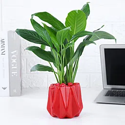 Peace Lily Plant In Red Designer Pot-image-8