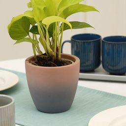 PUREZENTO Purple Terracotta Smoky Eco-Friendly Planter-image-51