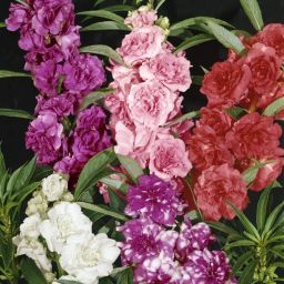 Balsam Plant Garden Flower Seed Mix Seed-image-41