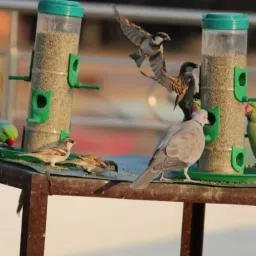 kedio Automatic Bird Feeder Common Bird Feeder image 3