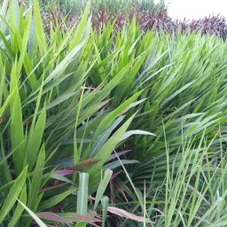 Smart/Dwarf/Indonesia Multi-Cut Hybrid Napier Grass slips/Sticks for Cultivation Seed-picture-22