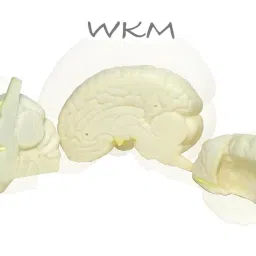 wkm 3D Human Brain Model Structure Life Size Anatomy Removable in 3 Parts image 5