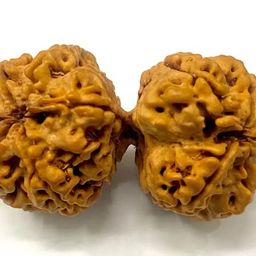 FOREVER Gems Gauri Shankar Rudraksh Nepali गौरी शंकर रुद्राक्ष 9 Mukhi Gaurishankar Rudraksha Original Certified by Lab Genuinely Rare Shiv Parvati Ruthratcham for Wearing Purpose image 2