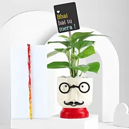 Lush Money Plant with Mauli Rakhi-image-37