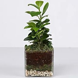 Ficus Compacta Plant 3 Glass Terrarium-image-96