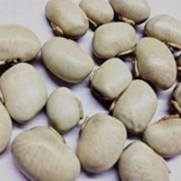 Kaunch Beej, Konch Beej, Cowhage Seeds, Kapikacchu, Velvet Beans Seed-image-8