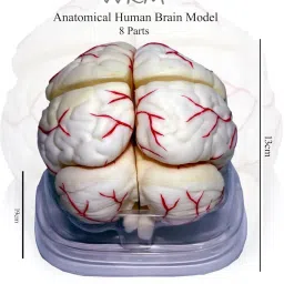 wkm Silicone Human Brain Model Structure Life Size Anatomy Removable in 8 Parts image 2