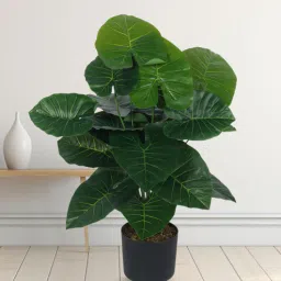 Arick Decor 31 Inch Artificial Real Touch Rubber With Black Pot-picture-0