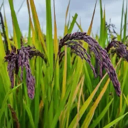 Black Rice Paddy Seeds (Kala Namak Rice Paddy Seeds) Hybrid 2 kg Seed-image-22