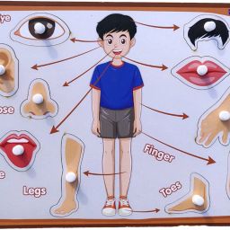Montessori Wooden Human Body Parts Puzzle Board for Kids-16