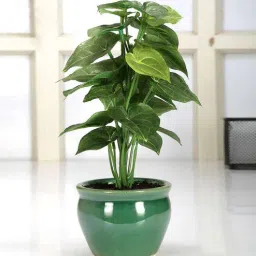 fourwalls Polyester Green Jatropha Bonsai With Ceramic Vase Artificial Plants-picture-8