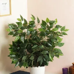 Fake Ficus Leaves Home, Wedding Decor (4 pcs) Artificial Plant (60 cm, Green) Green Wild Flower Artificial Flower-4