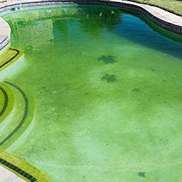 sarrah Swimming Pool Algicide Powder 1 Kg (My Water has Gone Green with Algae! What do I do? - Step by Step) image 3