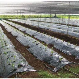 Mulching Film 25 Micron 3.25 feet Length-400meter Garden Mulch-image-1
