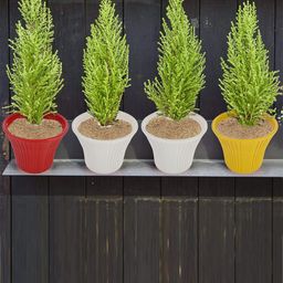 Kuber Industries Yellow Textured Sunshine Flower Planter-43