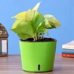 Money Plant In Self Watering Pot-30