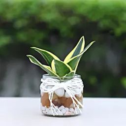 Milt Sansevieria Mason Jar Terrarium-image-87