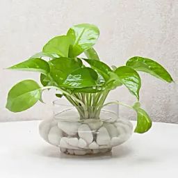 Divine Money Plant Terrarium-15