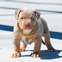 Brass Heavy Duty Diamond 10 NO. 24 Inch 24 cm Dog Chain Leash-image-8