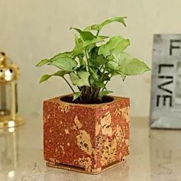 Syngonium Plant In Red & Beige Cork Planter-20