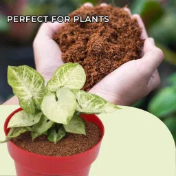 gardenscoir COCO PEAT POWDER - 5 KG coir pith loose and dry Ready to use potting mixture Soil image 2