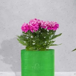 TRUSTBASKET Set Of 5 HDPE Round Grow Bags-35