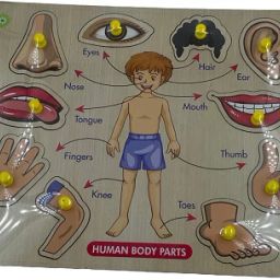 Wooden Human Body Pin Puzzle-22