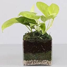 Scindapsus Neon Plant 4 Glass Terrarium-40
