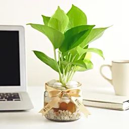 Money Plant Mason Jar Terrarium-image-44