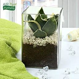 MILT Sansevieria Indoor Plant Terrarium-image-32