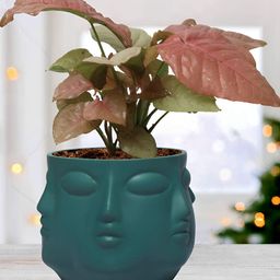 LASAKI Green Textured Vivan Deep Jungle Shape Ceramic Planters-3