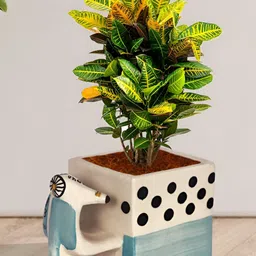 LASAKI Navy Blue & Cream Textured Scooter Shape Ceramic Planters-picture-42