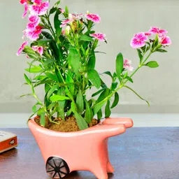 StyleMyWay Pink Solid Pushing Cart Ceramic Planters-image-56