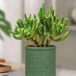 LASAKI Gloria Green Textured Flower Ceramic Planters-image-76