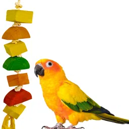 Wooden Chew Toy For Bird-image-14