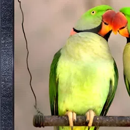PnF Black & Green Wood Birds and Animals Wall Paintings-image-77