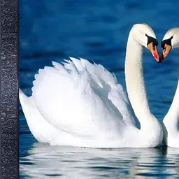 PnF Black & White Pair Of Swan Wooden Painting Wall Art-image-72