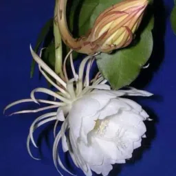 Brahma Kamal Plant-picture-21
