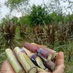 Australian Red Napier Grass Sticks Seed-19