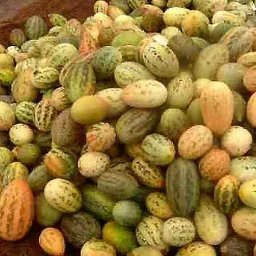 Different Variety Foot Kachri Vegetable Seeds For Your Kitchen Garden Pack Of 40 Seed-image-12